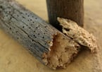 Why Is Woodworm Treatment Important?
