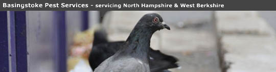  Basingstoke Pest Services