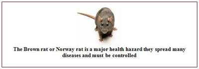 Rat Control