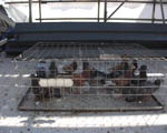 Pigeon Control