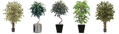 Artificial Ficus Trees