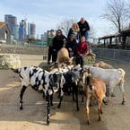 Feel Good Friday - Surrey Docks Farm