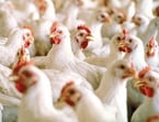 Heat stress in poultry – What should you do?