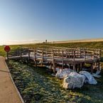 Woodscape provide a walkway over a location of biological importance & interest