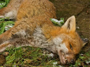 Dead Fox Removal