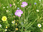 Wildflower Matting