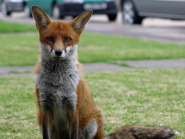 North London Fox Control