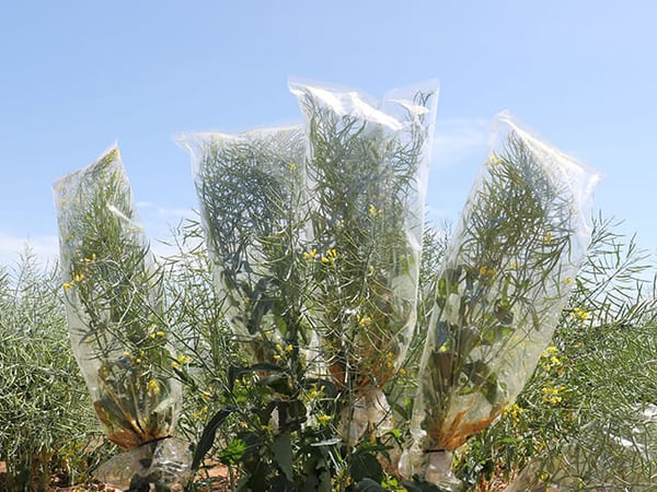 Micro-Perforated Pollination Bags