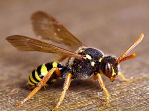 Wasp Flea and Cockroach Control
