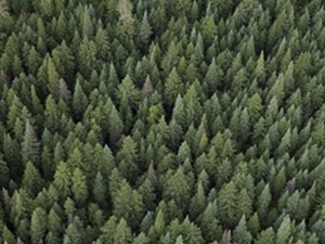 Environment & Sustainability