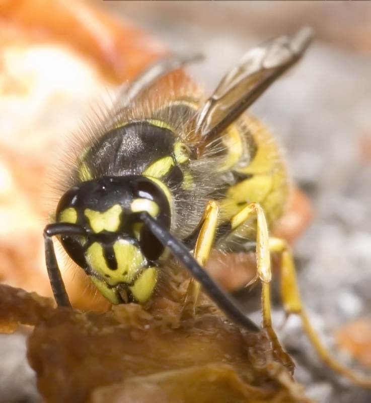 Main image for KPN Wasp Nest Removal