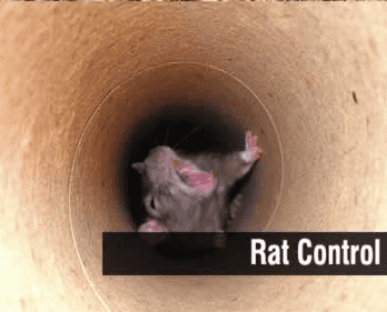 rat control