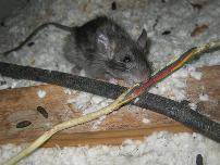 Main image for PPM Services Pest Control