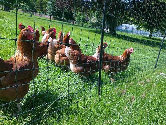 Electric Fencing Direct Haddington EH41 4PY