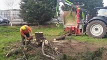 Tree Felling and Stump Grinding
