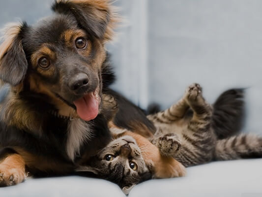 Pet Security
