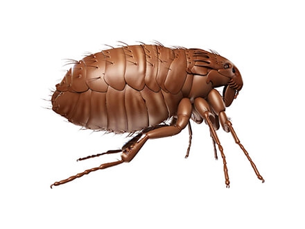 Fleas
