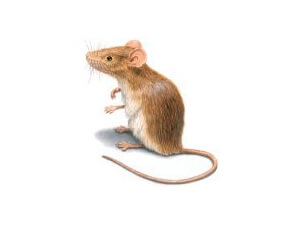Rats