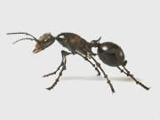 Ant Control