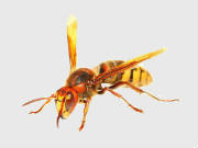Wasp Removal