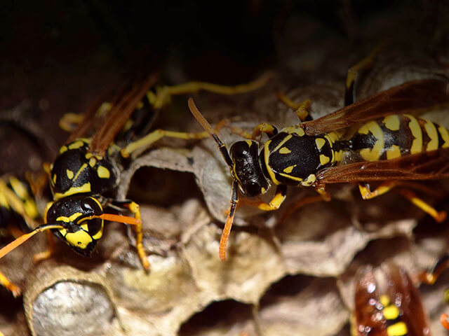 Wasp, Hornet and Bee Removal