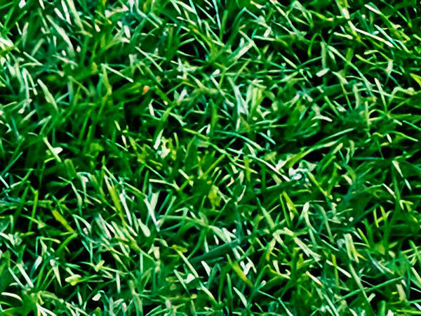 Artificial Grass