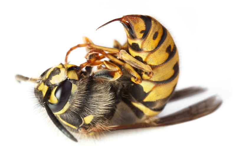 Main image for Essex Wasp Control
