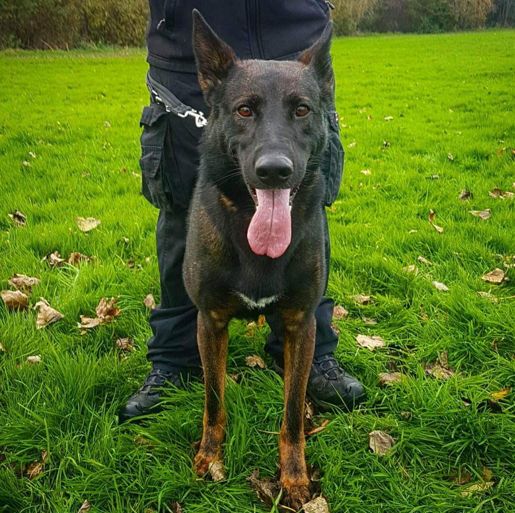 Main image for MalVen K9 Security Services