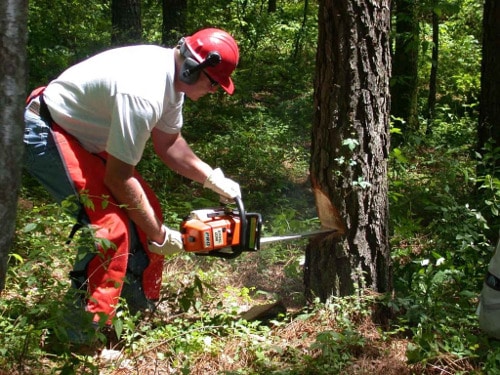 Main image for Complete Tree Services Cheshire