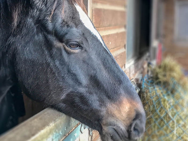 Stable Flooring