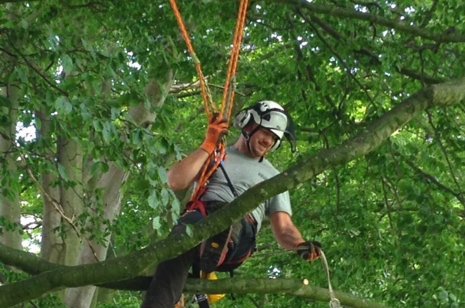 Main image for Tree Surgeon London