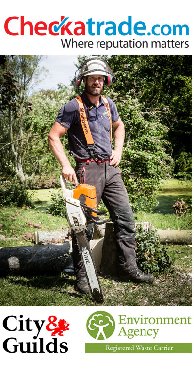 Main image for Chichester Tree Solutions