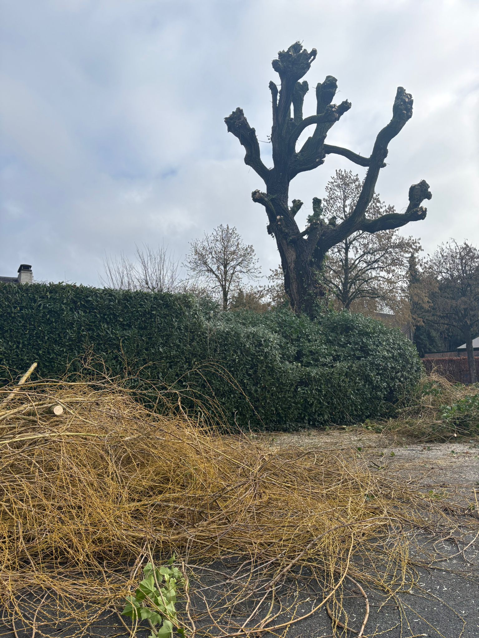 Main image for Tree Service Chester