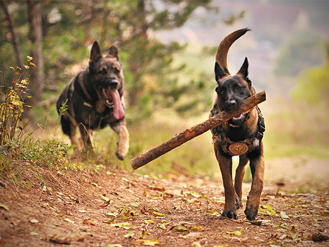 Quality Supplements for Dogs