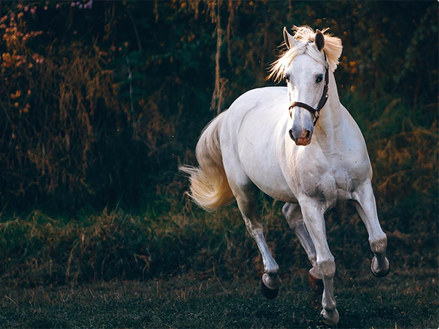 Quality Supplements for Horses