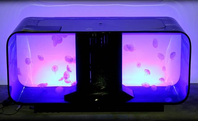 Jellyfish aquarium