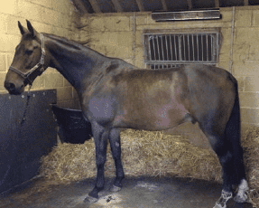Horse Stables: Safe, comfortable & economical heating for horses