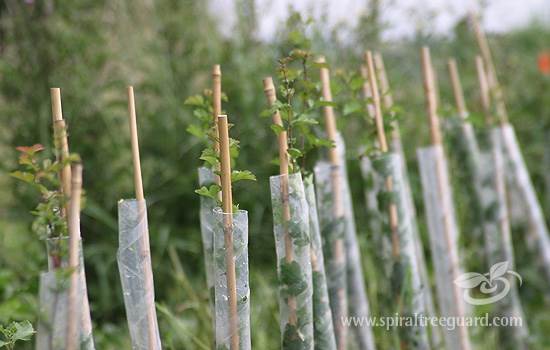 Spiral Tree Guards from 100% recycled material