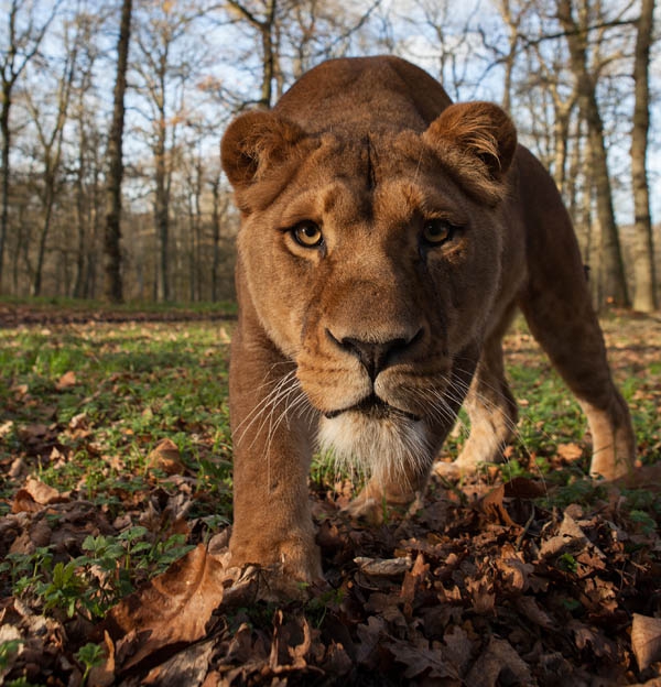 Longleat pride at big cat homes