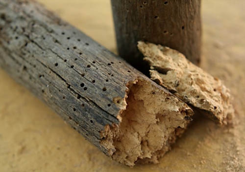 Why Is Woodworm Treatment Important?