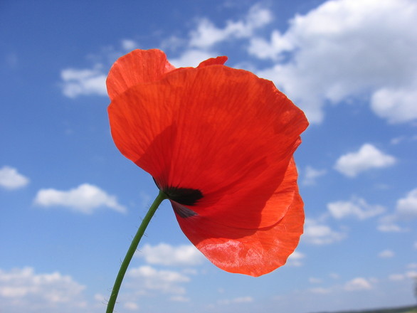 The Tallest Poppy