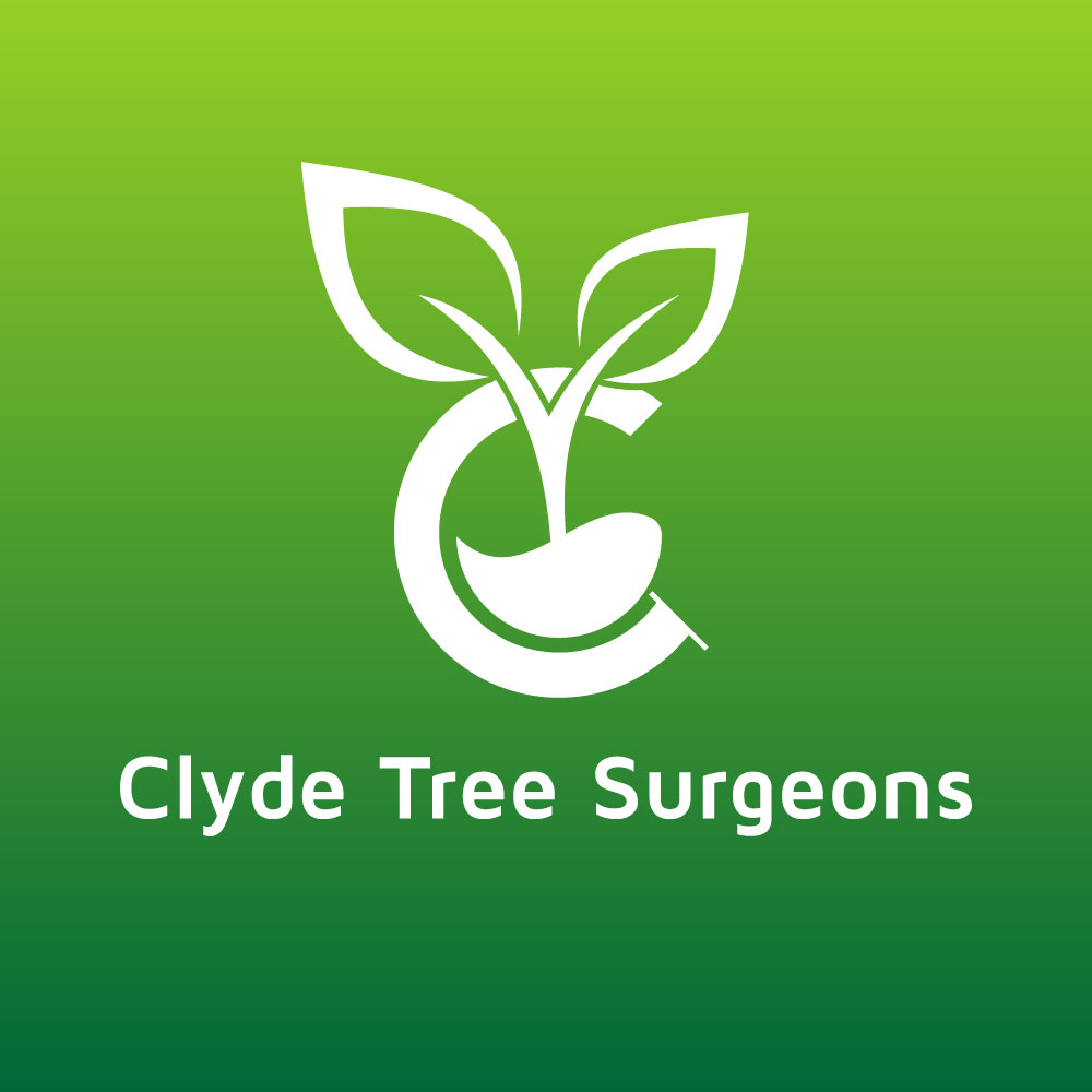 Clyde Tree Surgeons Glasgow