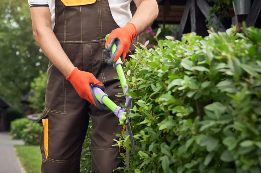 Leicester Tree Services Logo